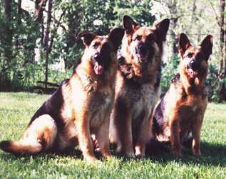 Par's German Shepherds