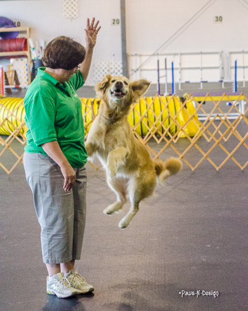 Golden Retriever - Renee